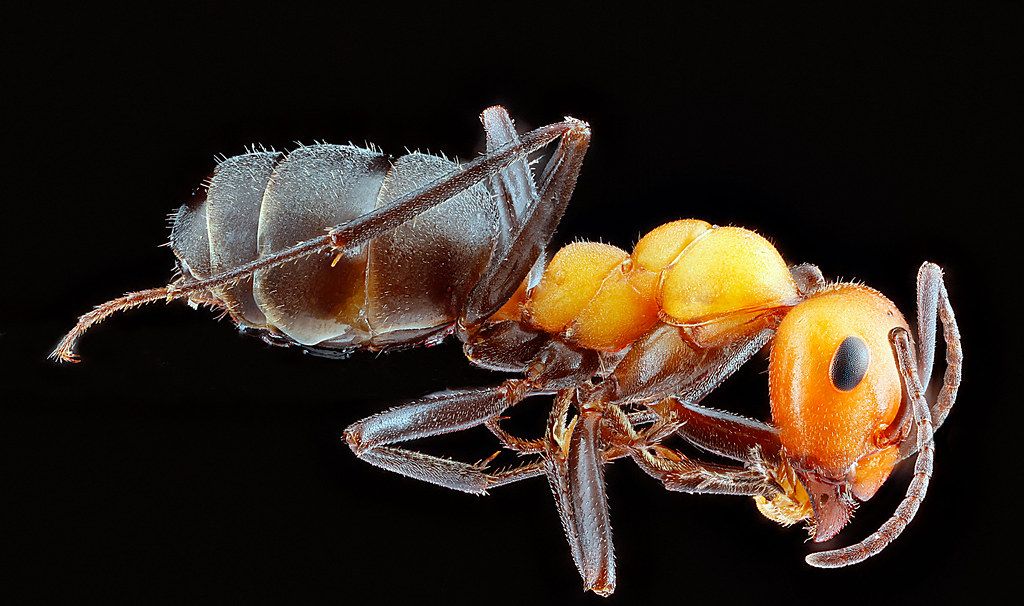 Ant Control service in St. Peters, MO