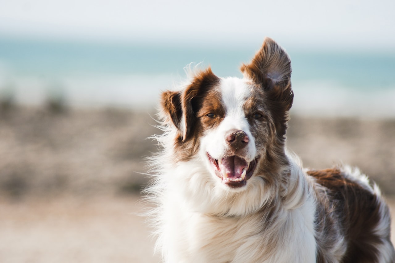 Flea & Tick Control service in St. Peters, MO