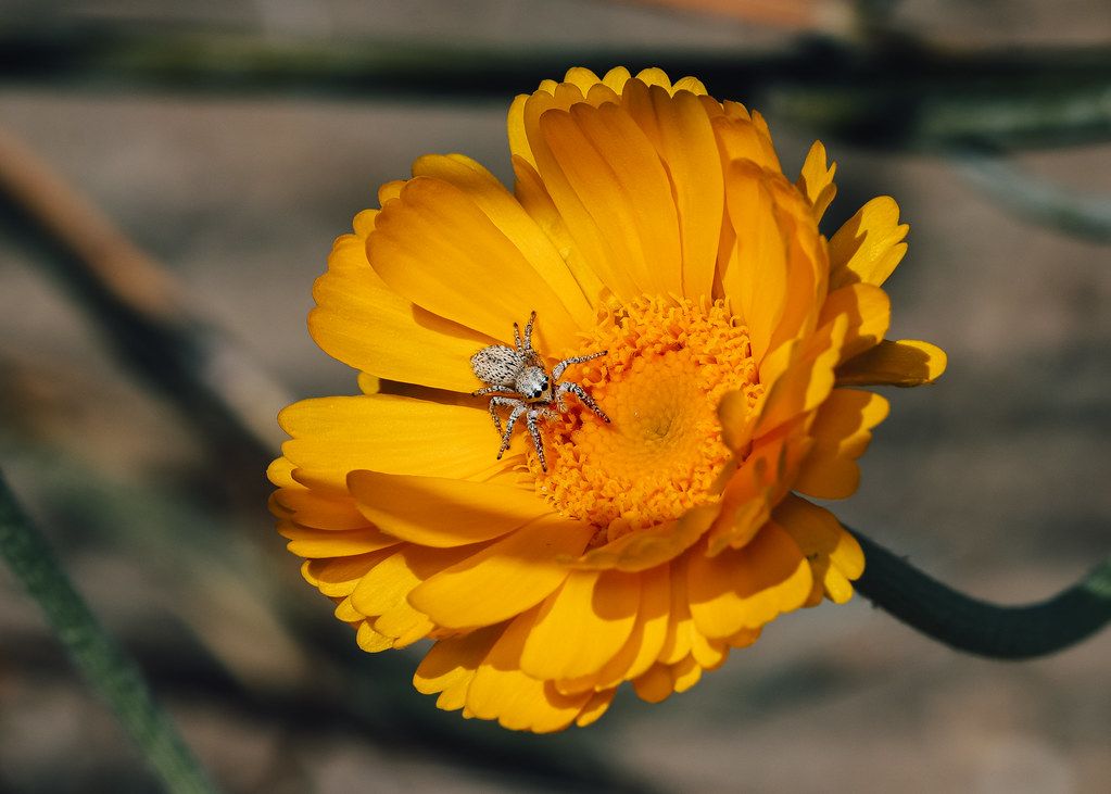 Spider Control service in St. Peters, MO
